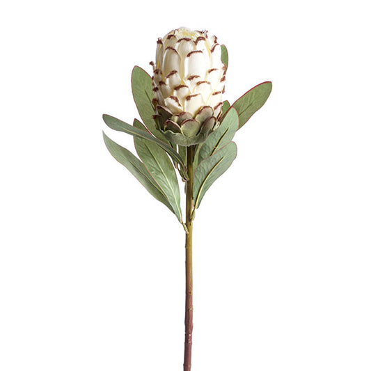 Cream Protea Flower - Real Touch Australian Native