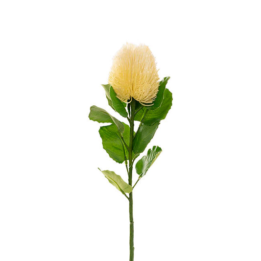 Cream Banksia Flower - Real Touch Australian Native